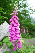 Revebjelle - digitalis